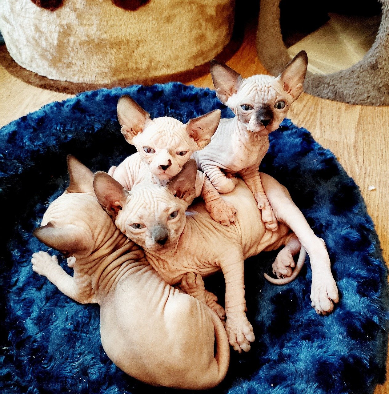 Sphynx: The Warm-Hearted Friend (image credits: pixabay)