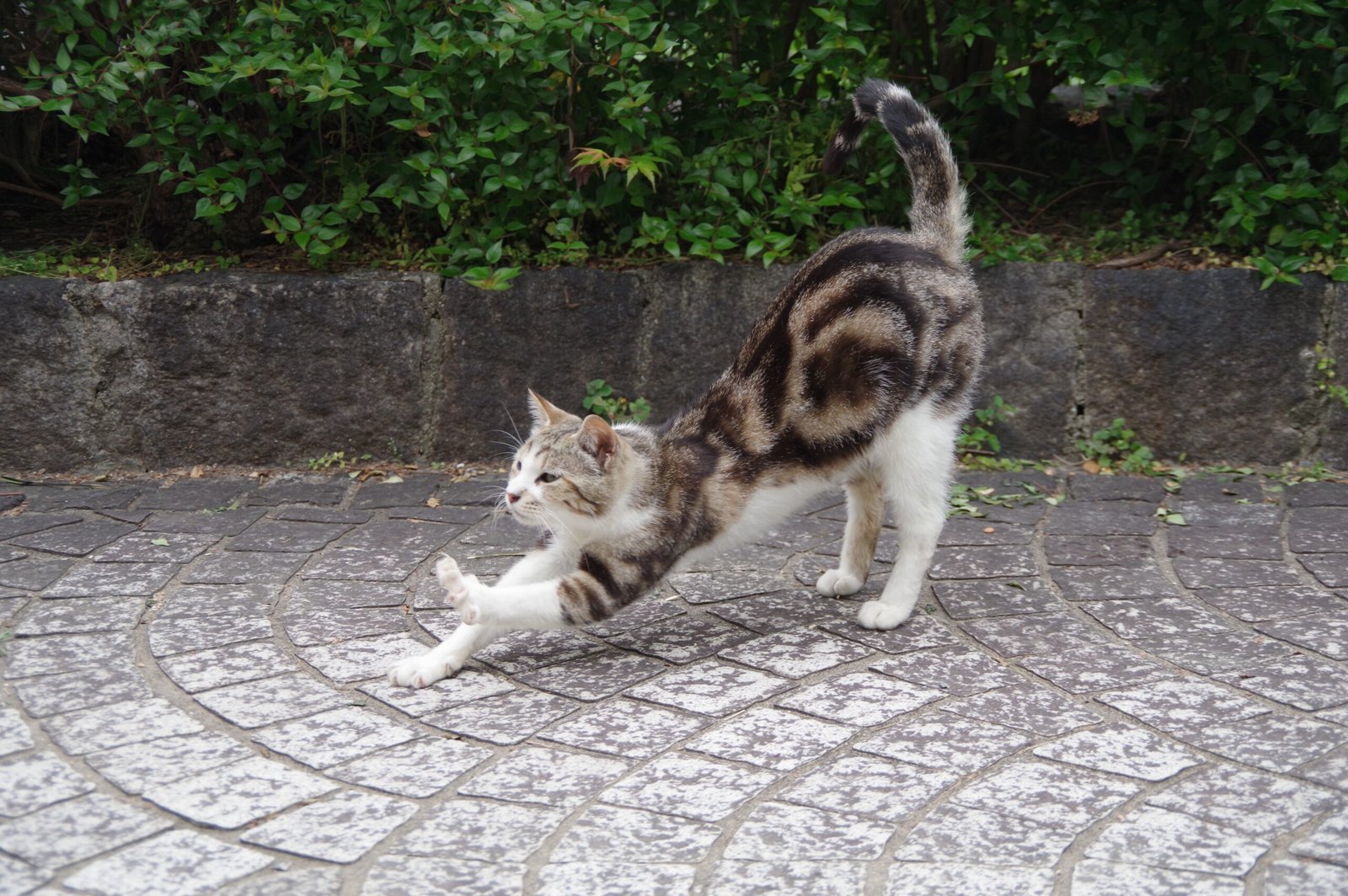 Stretching Out Fully and Luxuriously (image credits: wikimedia)