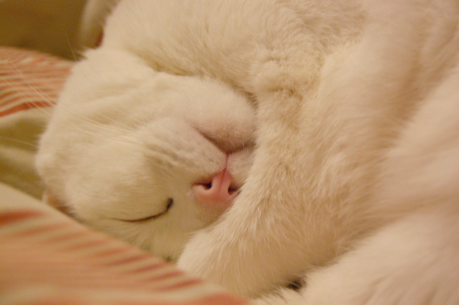 Snoozing Nearby: The Trusty Nap Buddy (image credits: wikimedia)