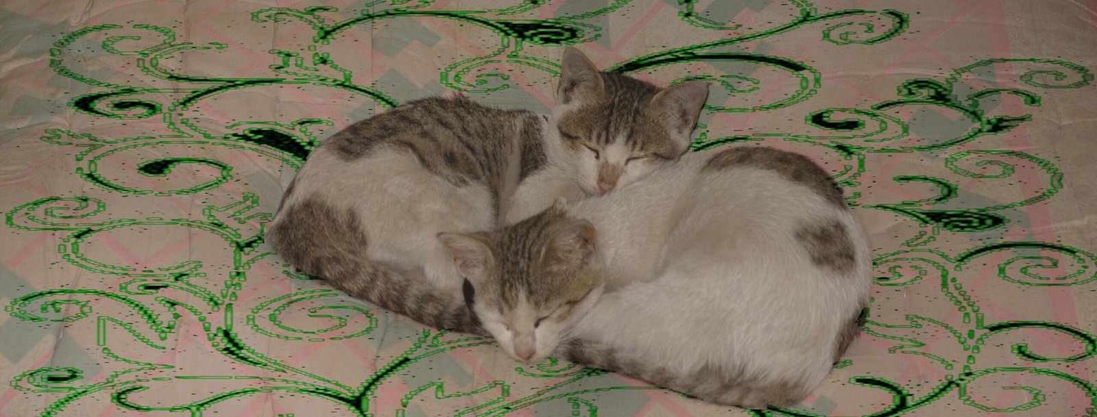 Bonding Through Proximity, Not Contact (image credits: wikimedia)