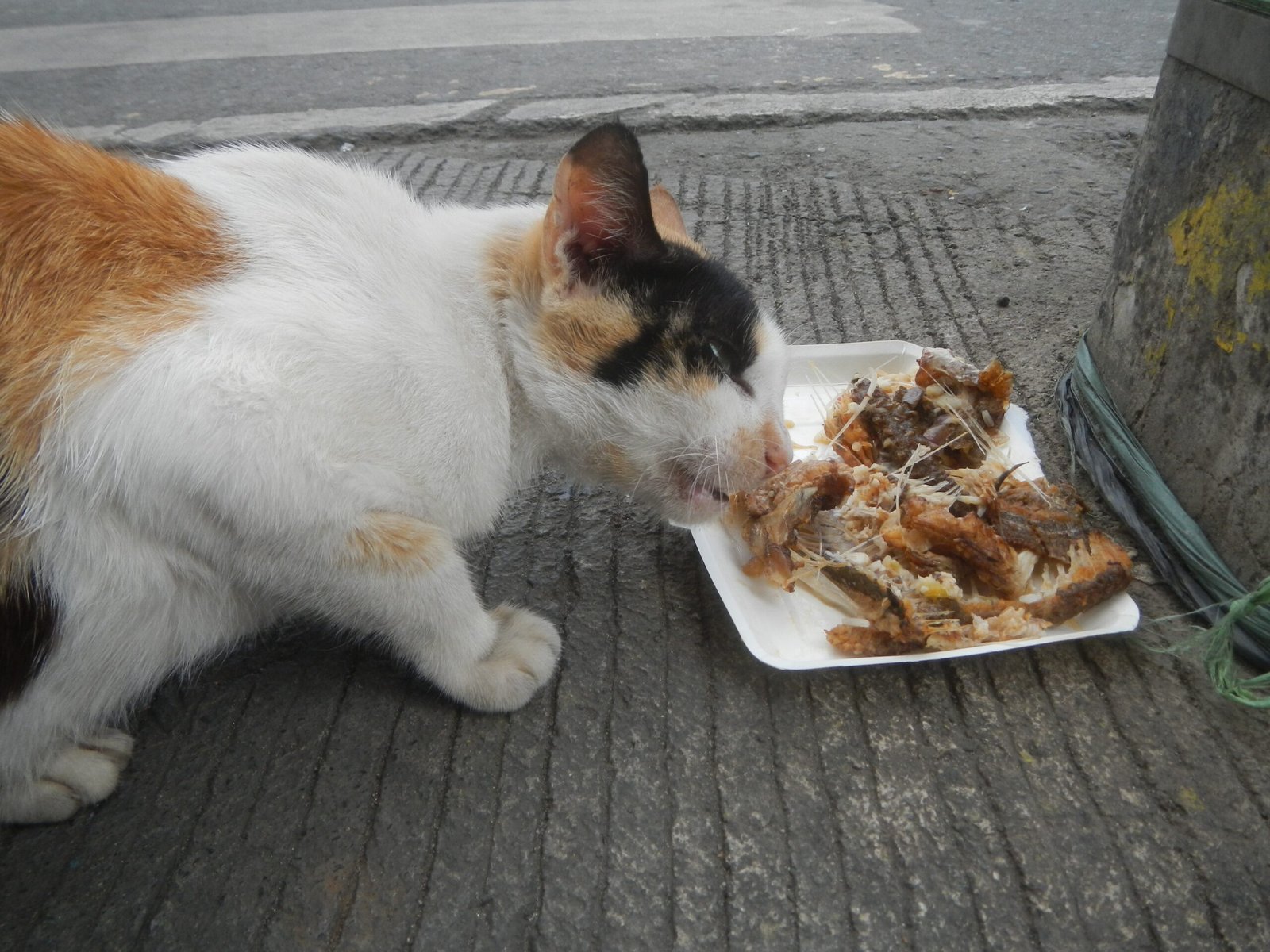 They Eat When You’re Nearby (image credits: wikimedia)
