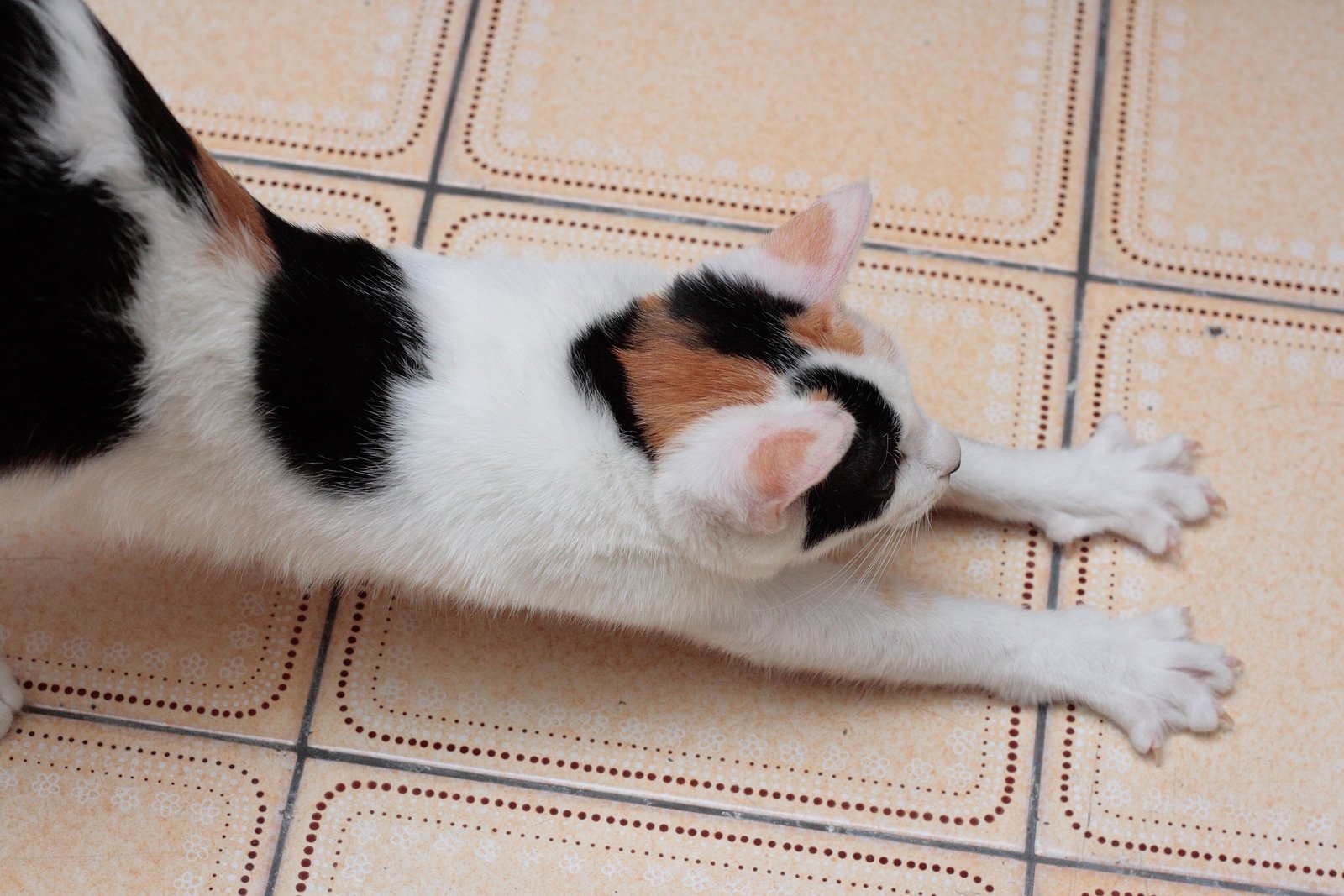 Stretching Out Fully in Your Presence (image credits: wikimedia)