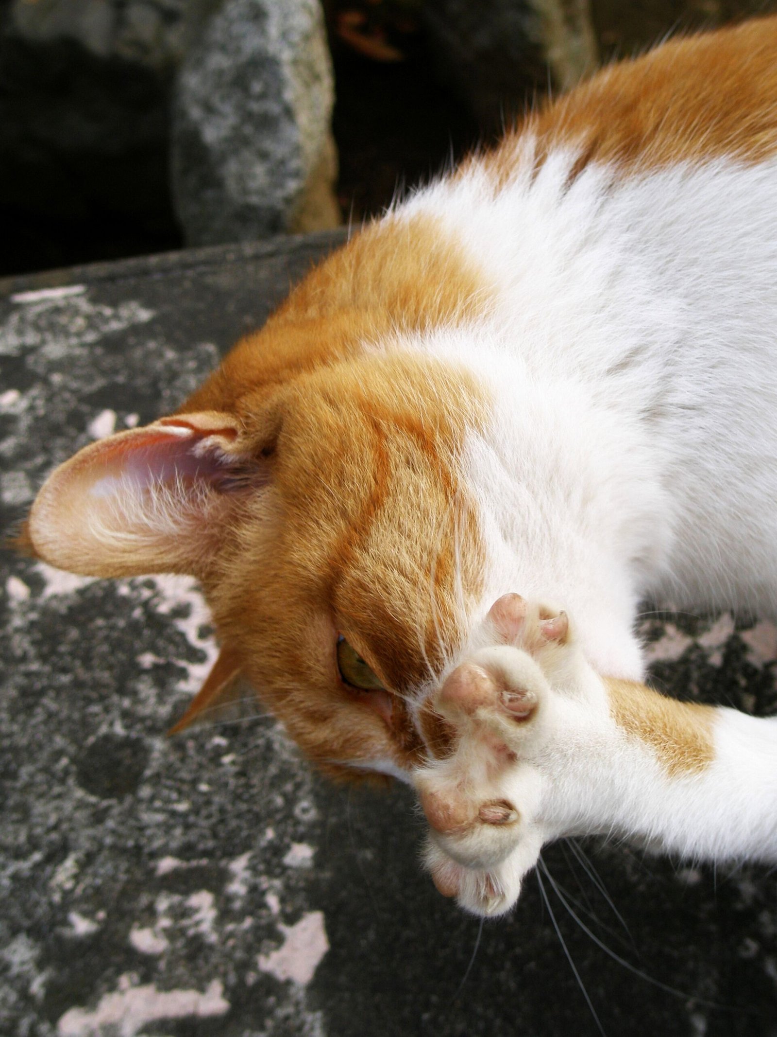 Celebrating These Everyday Gestures (image credits: wikimedia)