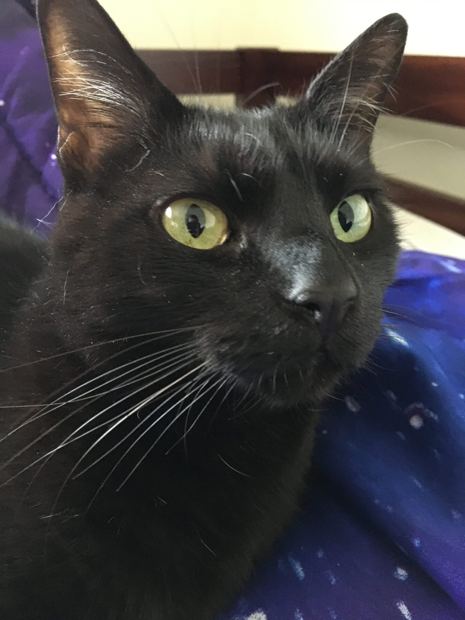 Your Cat Follows You Around the House (image credits: wikimedia)