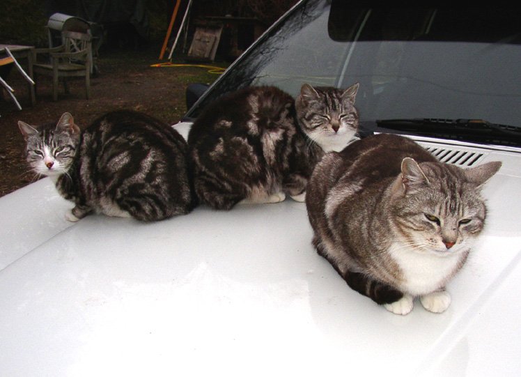They Choose to Nap in Spaces You Frequent (image credits: wikimedia)