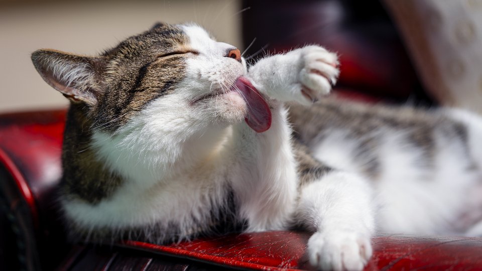 Your Cat Grooms Themselves Near You (image credits: stocksnap)