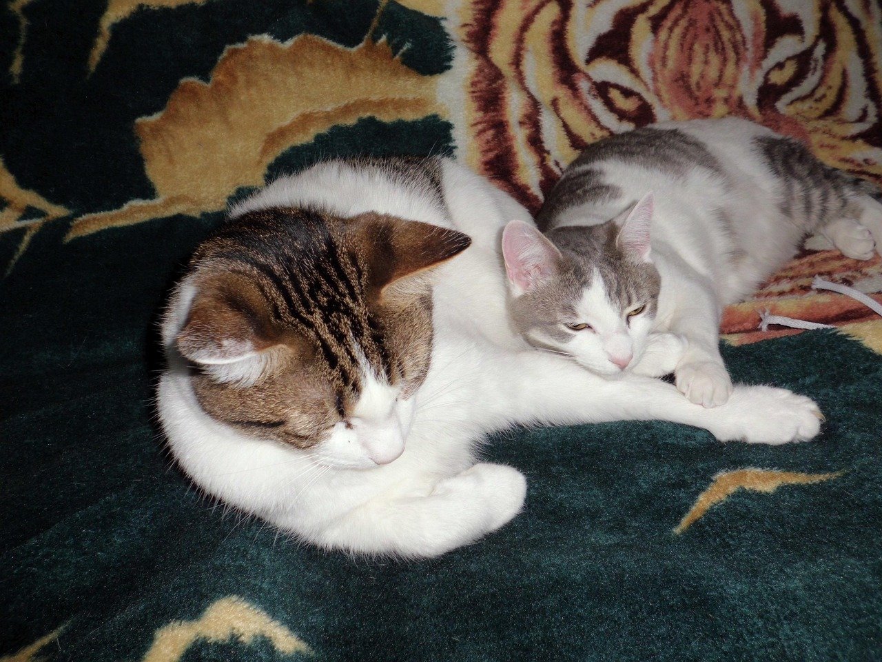Your Cat Initiates Cuddles During Downtime (image credits: pixabay)