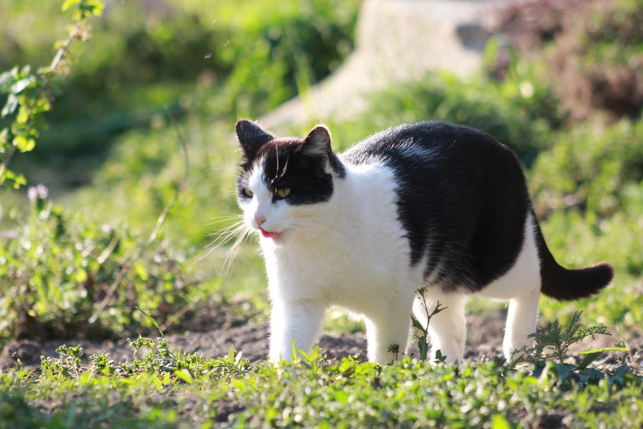 Your Cat Expresses Contentment With Purring and Relaxed Body Language (image credits: pixabay)