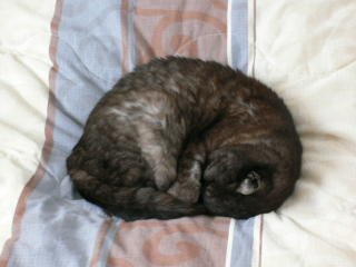 The Origins of Feline Sleeping Habits (image credits: wikimedia)