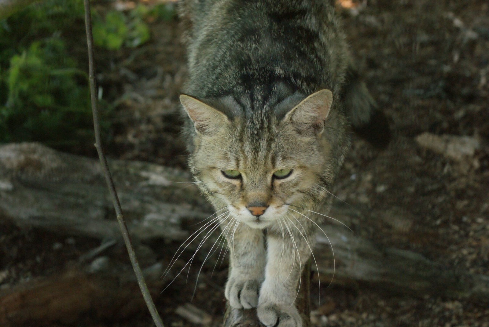 Your Cat Comes When Called (image credits: wikimedia)