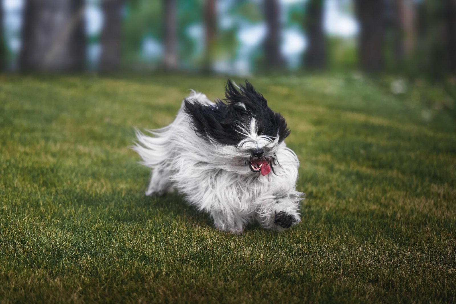 Why Dogs Make Perfect Companions for Active Lifestyles (image credits: wikimedia)