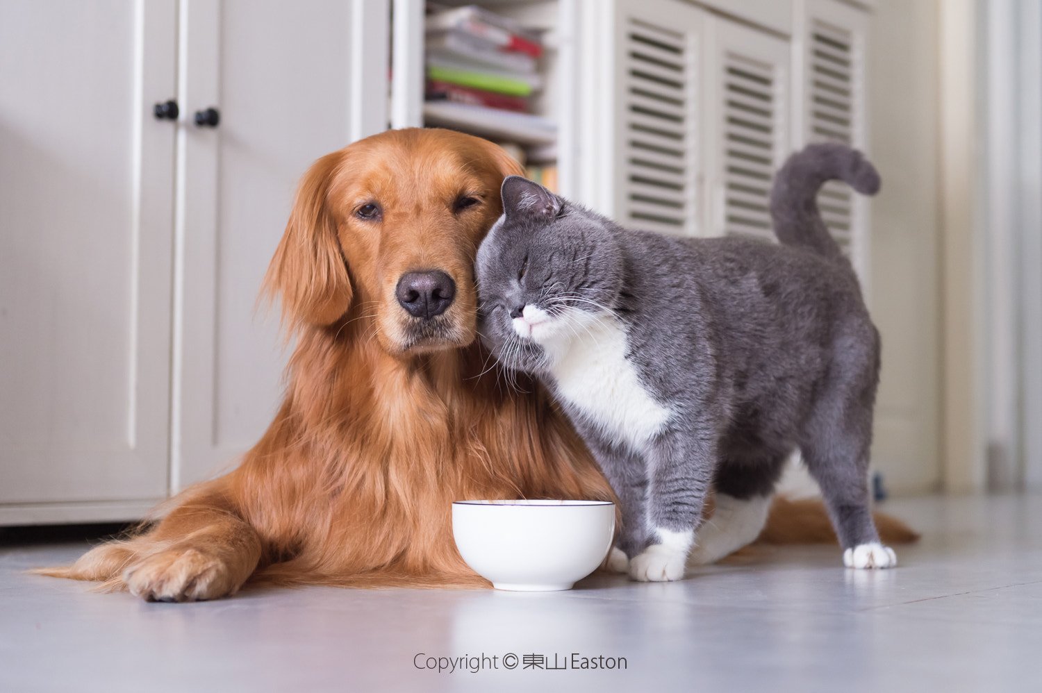 The Unique Bonds We Share with Our Pets (image credits: wikimedia)