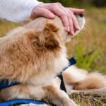 Why Cats Offer Quiet Loyalty While Dogs Seek Attention