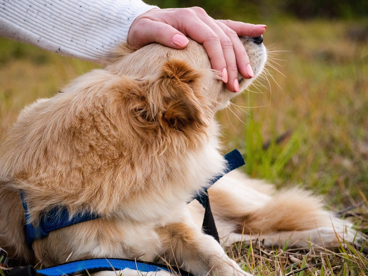 Why Cats Offer Quiet Loyalty While Dogs Seek Attention