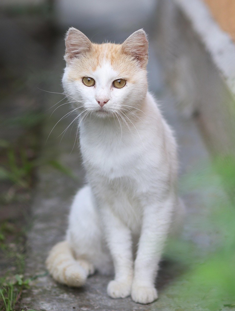 Gentle Curiosity Without Intrusion (image credits: pixabay)
