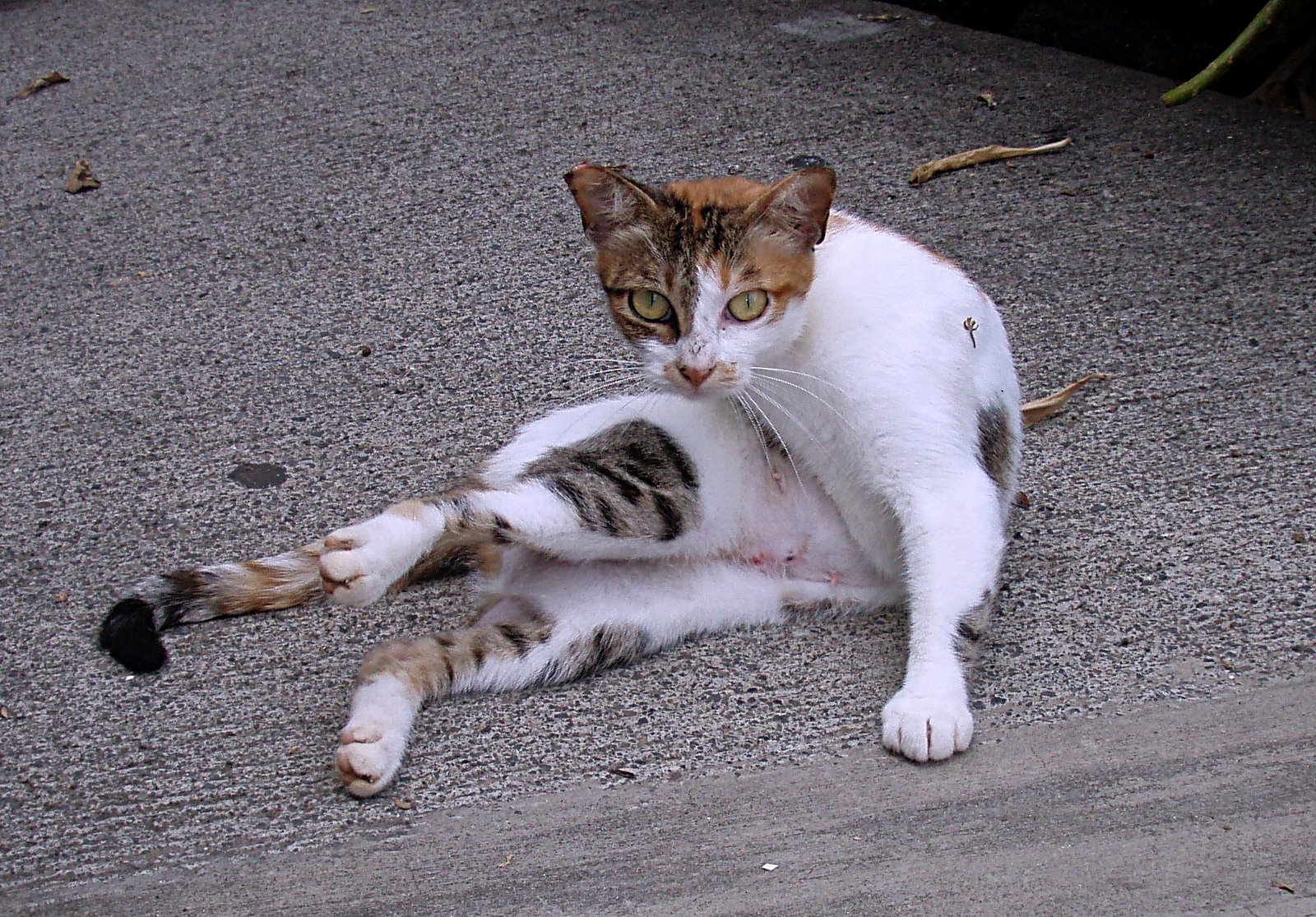 Returning When the Mood Shifts (image credits: wikimedia)