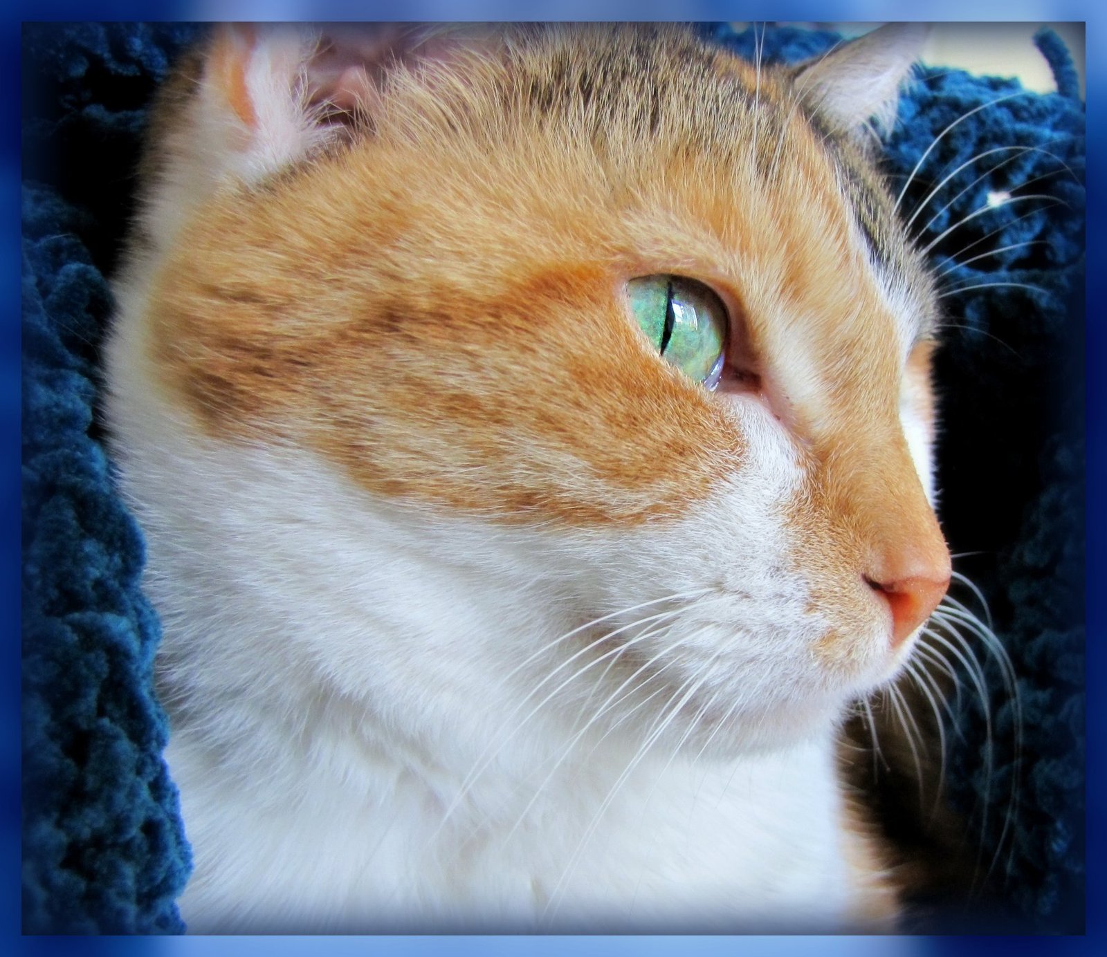 20. Reduced Stress Levels for Owners (image credits: wikimedia)