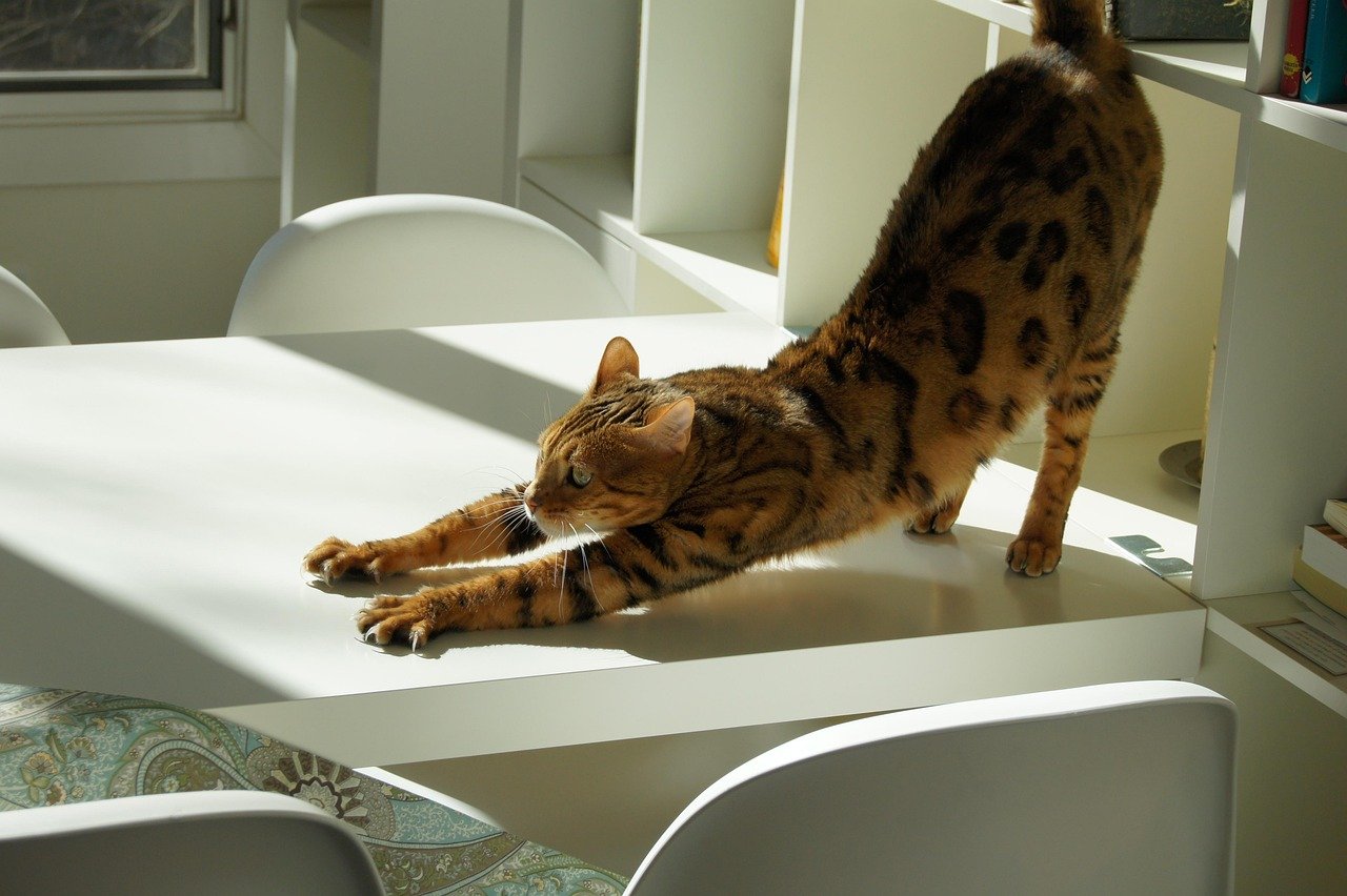 Languid Stretching: A Display of Trust (image credits: pixabay)