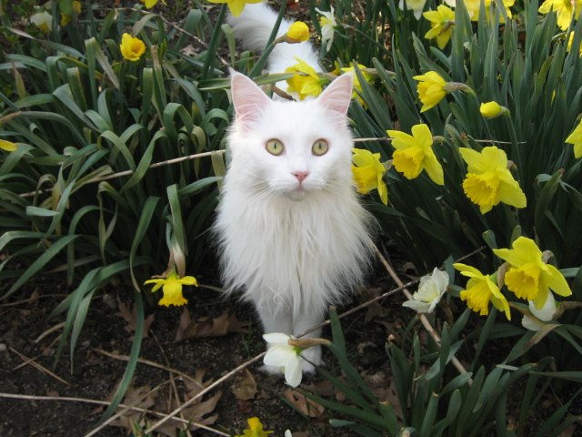 Soft, Happy Meows (image credits: wikimedia)