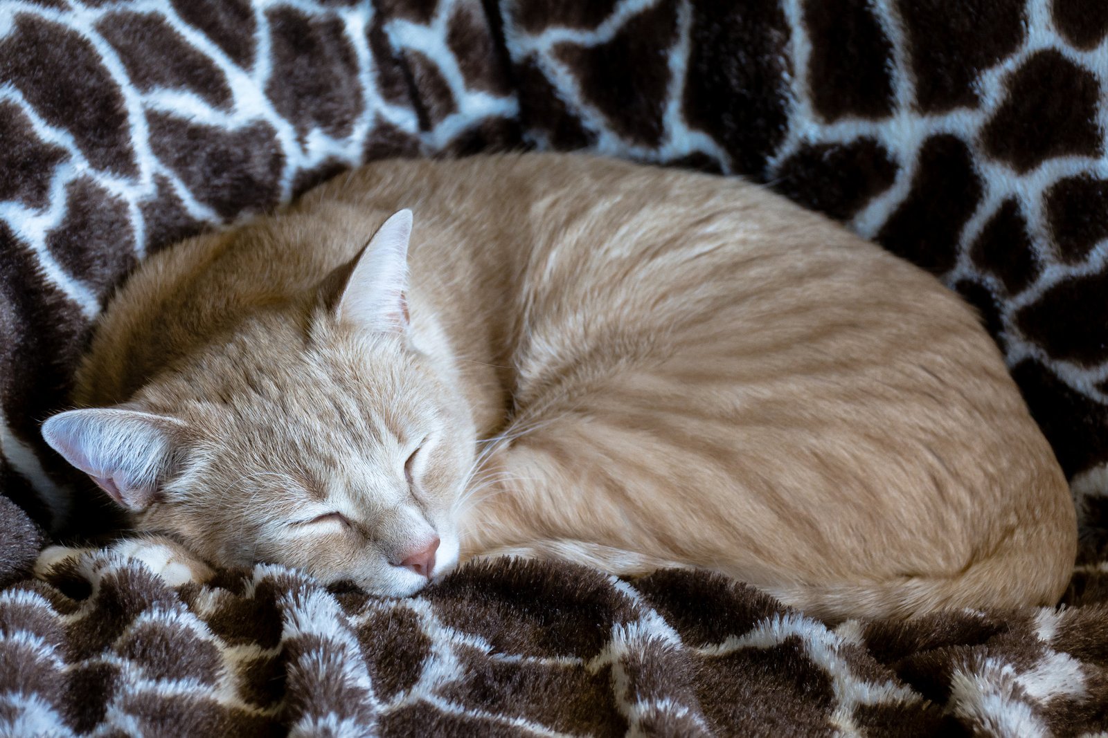 Snuggling Into Blankets or Cozy Nooks (image credits: wikimedia)