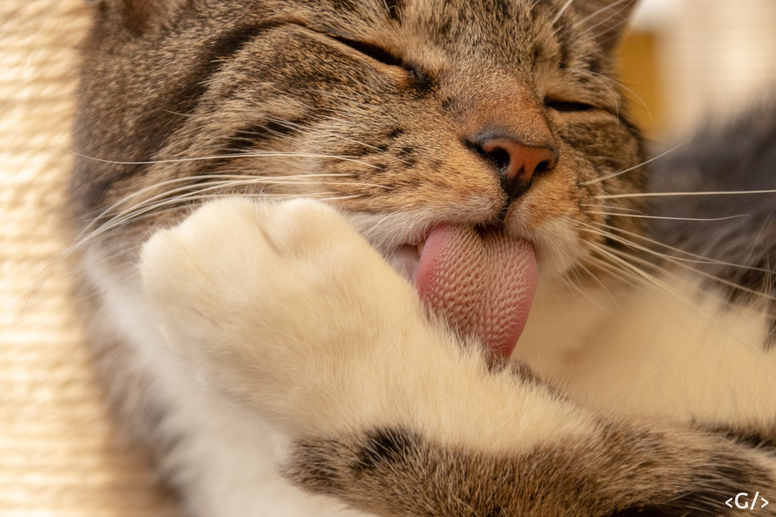 14. Fewer Allergens and Cleaner Living Spaces (image credits: wikimedia)