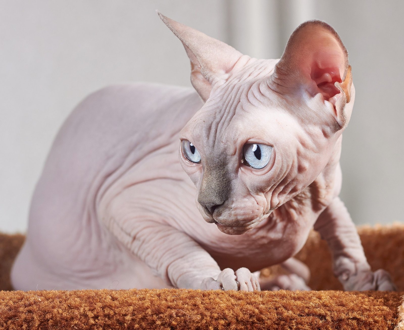 15. Cats Encourage Healthy Personal Boundaries (image credits: wikimedia)