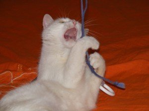 Bringing Humor and Lightness into Daily Life (image credits: wikimedia)