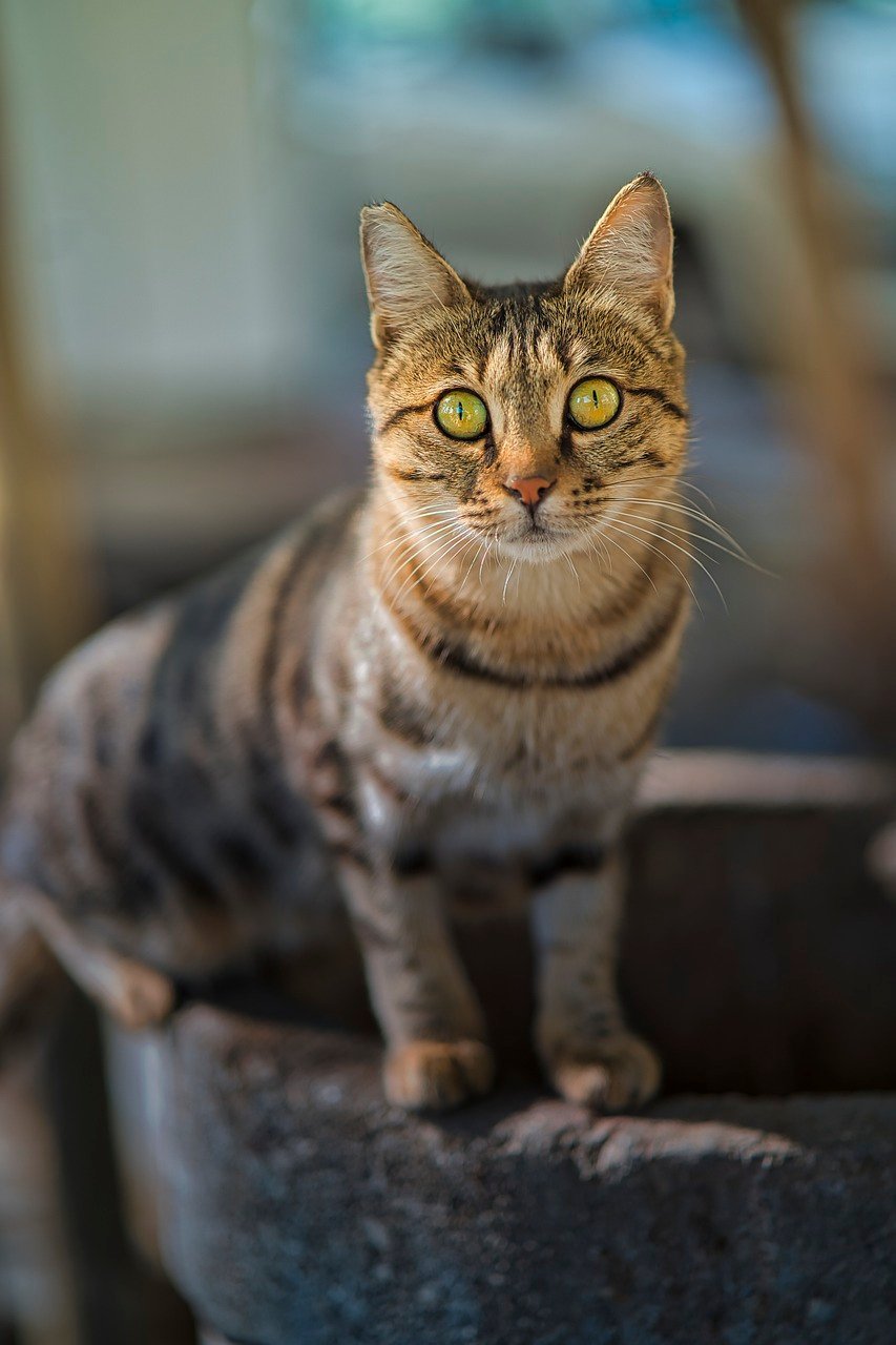 Persian: The Classic Calm Cat (image credits: pixabay)