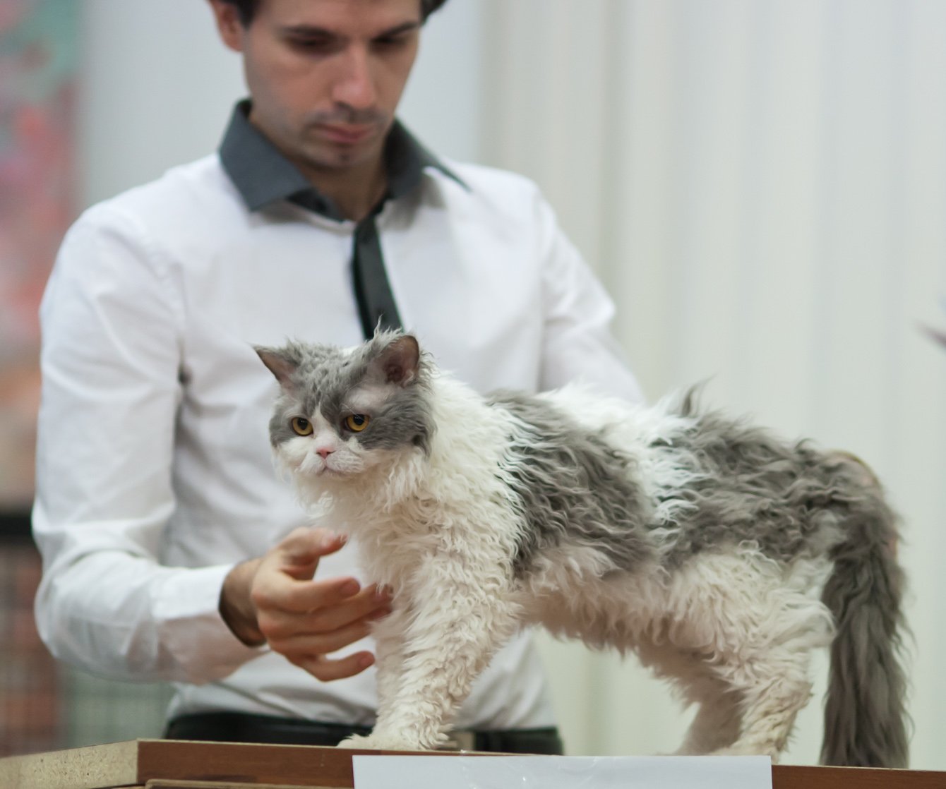 Selkirk Rex: Soft Curls, Softer Heart (image credits: wikimedia)
