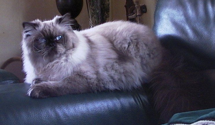 Himalayan: Soft-Spoken Sweethearts (image credits: wikimedia)