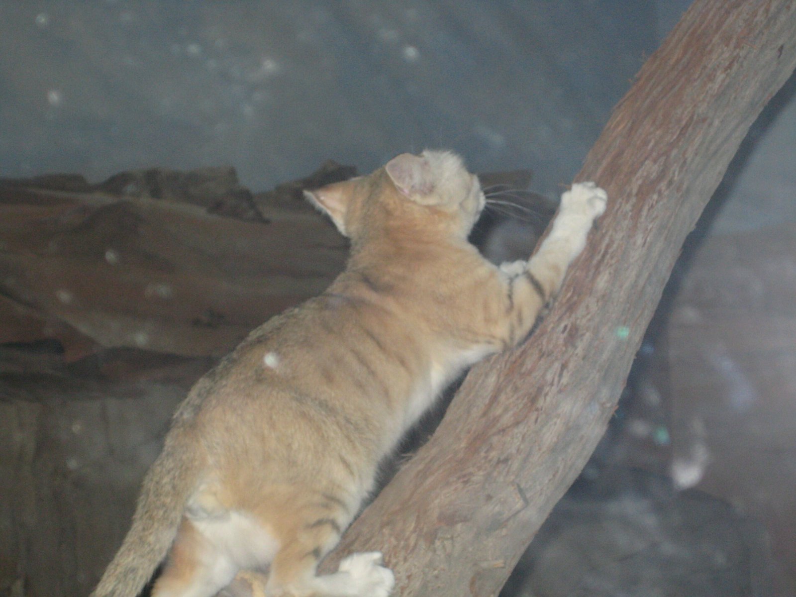 Emotional Vulnerability in Cats (image credits: wikimedia)