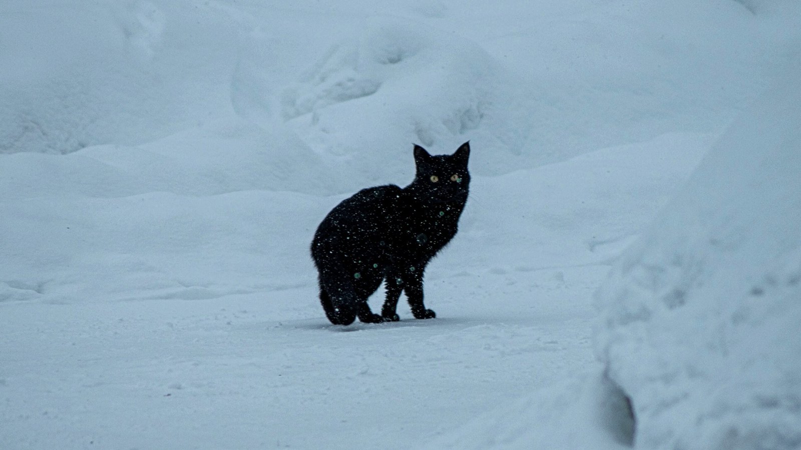 Celebrating the Mystery of Cats (image credits: wikimedia)