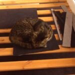 Why Cats Avoid Eye Contact When They’re Feeling Vulnerable