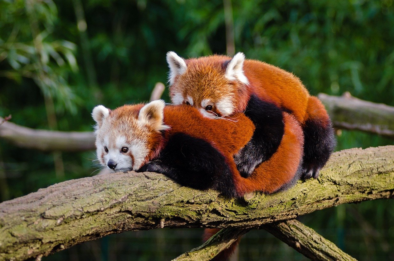 Celebrating Routine with Love and Patience (image credits: pixabay)