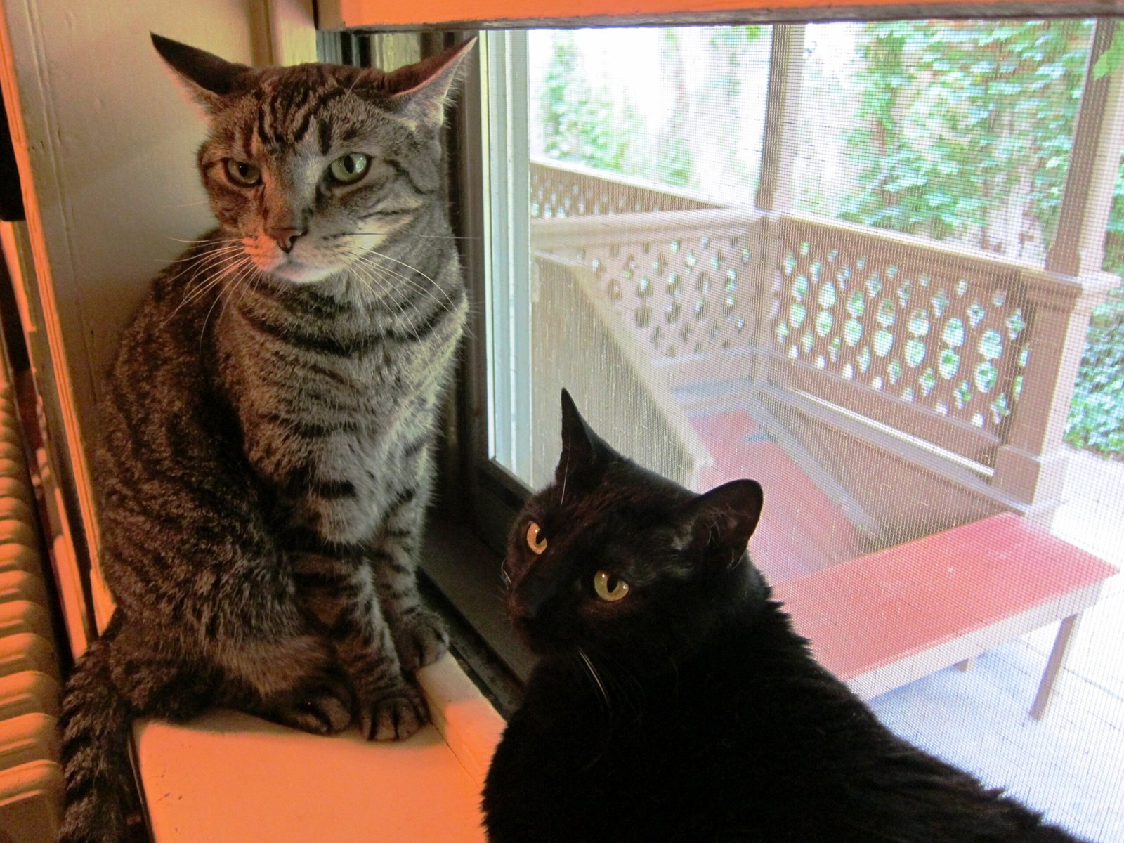 Chattering at Birds or Windows (image credits: wikimedia)