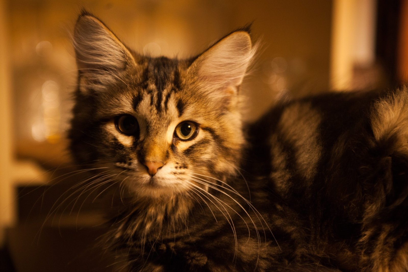 Siberian: The Gentle Protector (image credits: wikimedia)