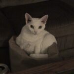10 Cat Breeds That Reveal Their Loyalty Over Months