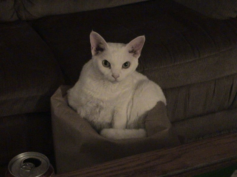 10 Cat Breeds That Reveal Their Loyalty Over Months