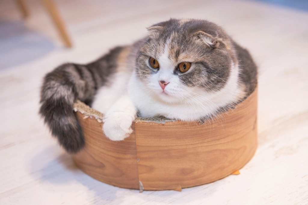Scottish Fold: The Quiet Companion (image credits: rawpixel)