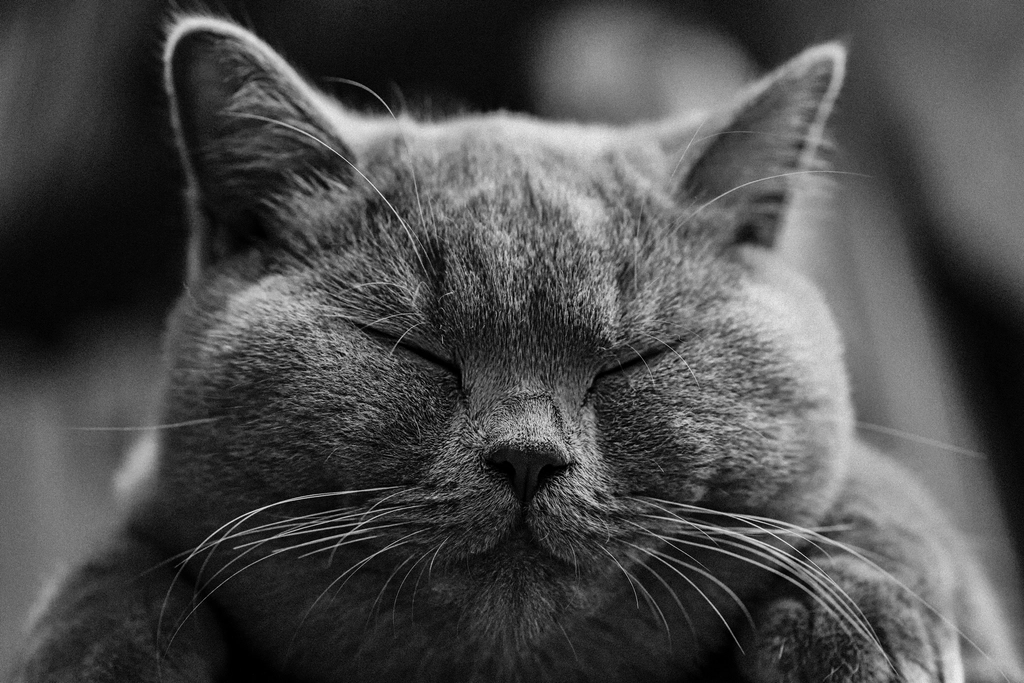 Chartreux: The Patient Protector (image credits: rawpixel)