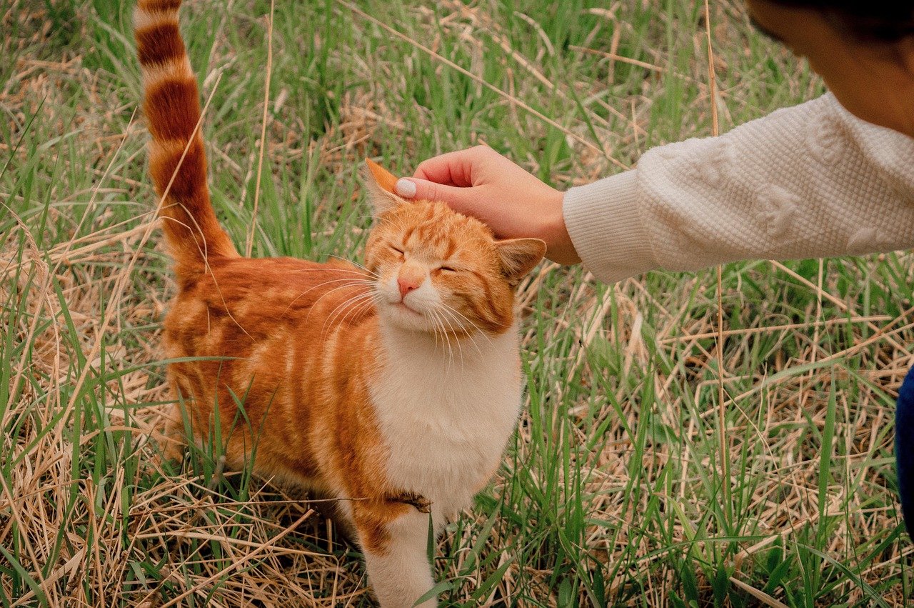 History of Positive Interactions (image credits: pixabay)
