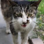 Chirps and Soft Meows