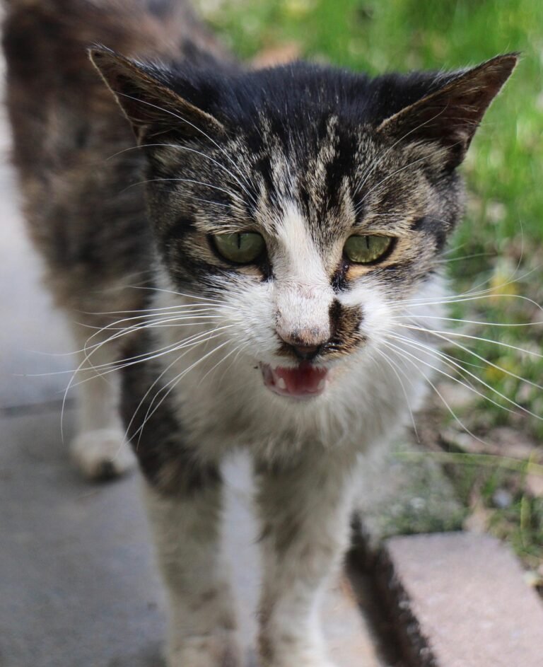 Chirps and Soft Meows