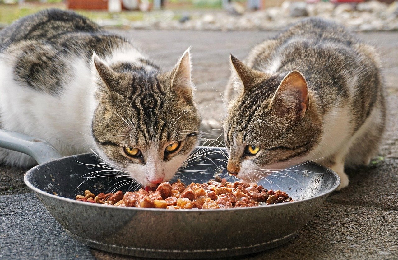 Resource Guarding: Food, Water, and Litter Boxes (image credits: pixabay)