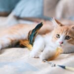 Welcome a Rescue