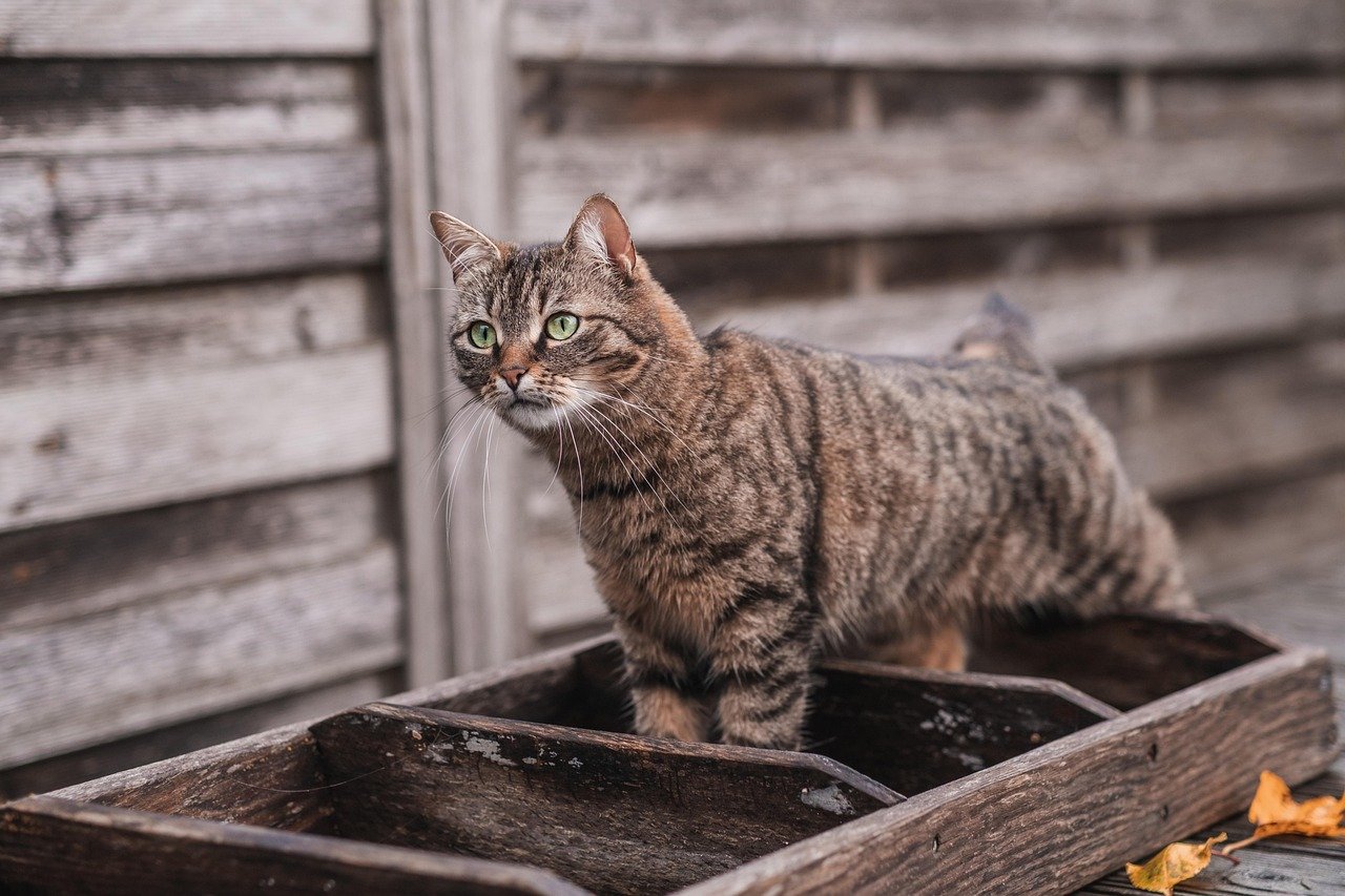 Dirty or Inaccessible Litter Boxes (image credits: pixabay)