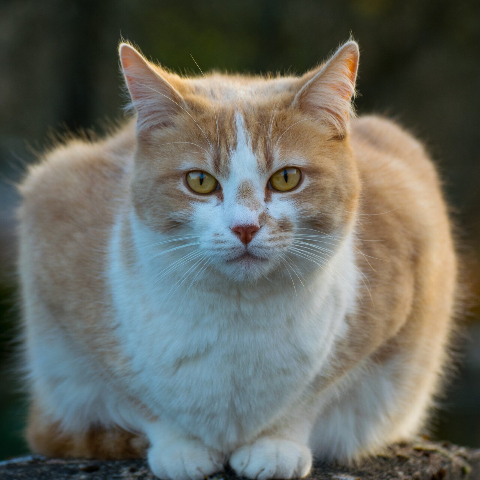 Temperature and Sunlight Preferences (image credits: wikimedia)