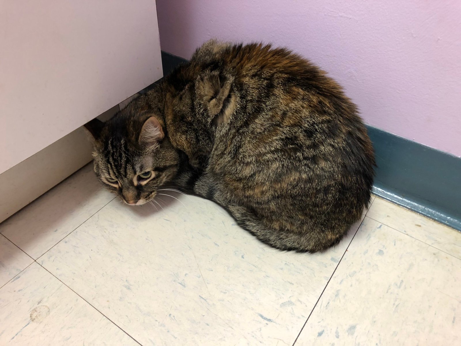 Minimizing Exposure and Stress (image credits: wikimedia)