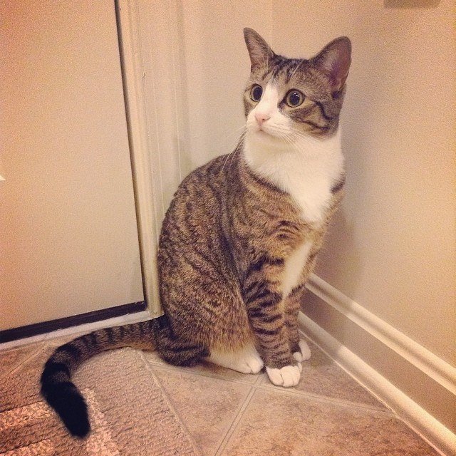 Proximity to Food and Water (image credits: wikimedia)