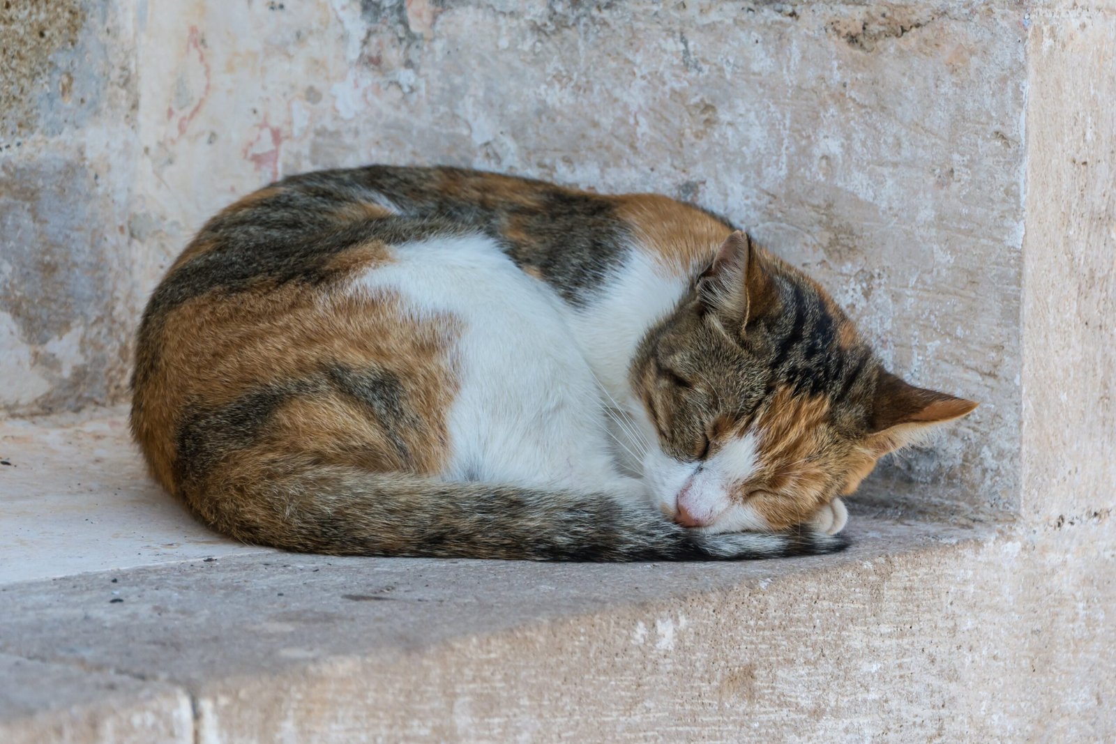 Changes in Environment (image credits: wikimedia)